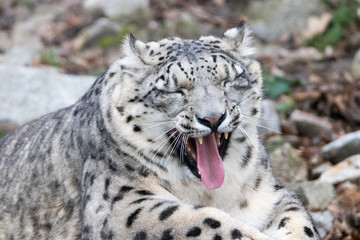 Snow Leopard yawning