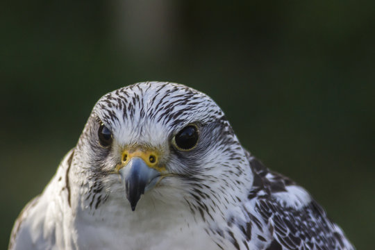 Gerfalke (Falco rusticolus)