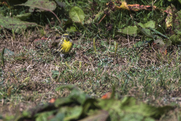 Girlitz (serinus serinus)