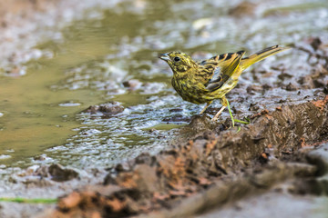 Goldammer (Emberiza citrinella)