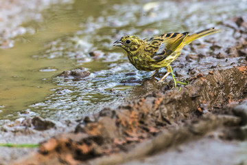 Goldammer (Emberiza citrinella)
