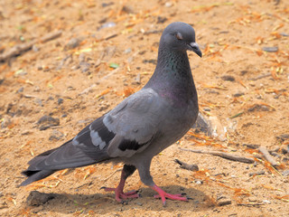 Pigeon bird concept. Feral pigeon