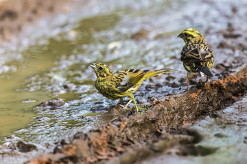 Goldammer (Emberiza citrinella)