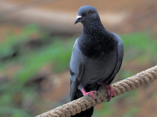 Pigeon bird concept. Feral pigeon