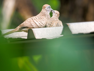 Pigeon bird concept. Feral pigeon