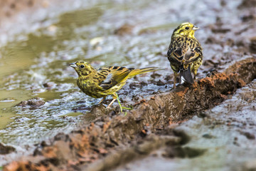 Goldammer (Emberiza citrinella)