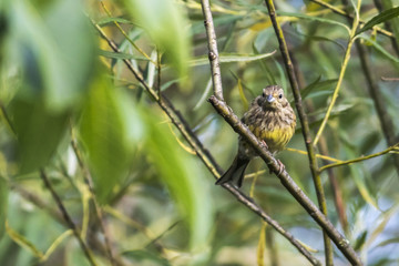 Goldammer (Emberiza citrinella)