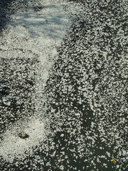 川面に散った桜の花びら