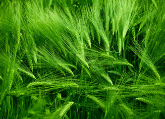 green wheat field background