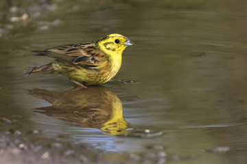 Goldammer (Emberiza citrinella)