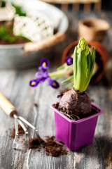 Gardening concept.