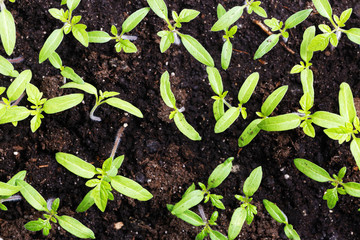 Young small green sprouts on an bare ground. Top view. Shallow focus.