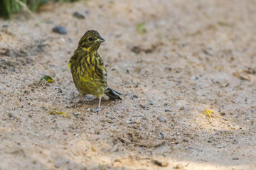 Goldammer (Emberiza citrinella)