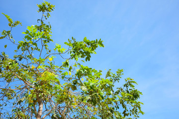 Tree Branch green leaves on blue sky Nature background