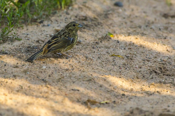 Goldammer (Emberiza citrinella)