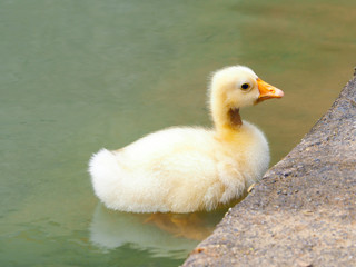 Duck in pond