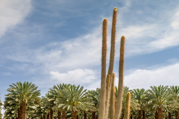 Cactus in desert of the Middle East