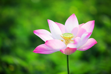 Obraz premium pink lotus flower blossom blooming in pond with green background.