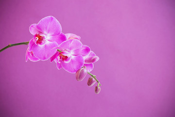Fototapeta premium the beautiful orchid flowers