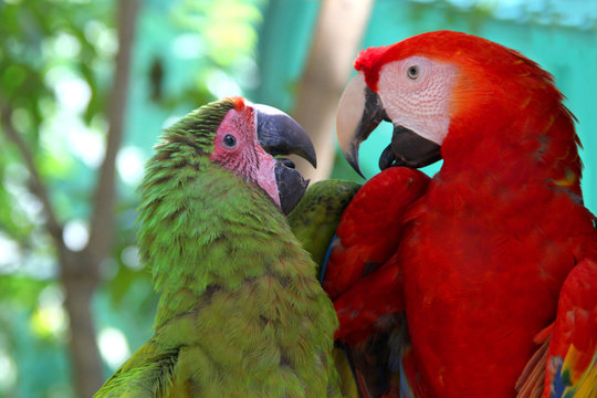 Macaw love - A red & a green parrot looking lovingly towards each other & talking, Roatan, Honduras, Central America.