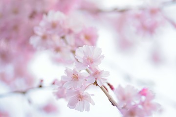 Naklejka premium Macro texture of Japanese Pink Weeping Cherry Blossoms in horizontal frame
