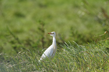 Kuhreiher, Bubulcus ibis, Algarve, Portugal