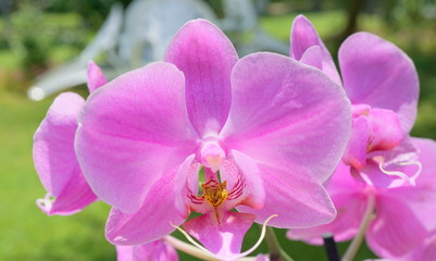 Lilac orchid in the summer.