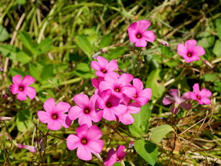 Wild flowers in the nature.