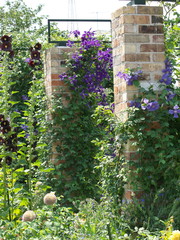 煉瓦柱に咲くクレマチス