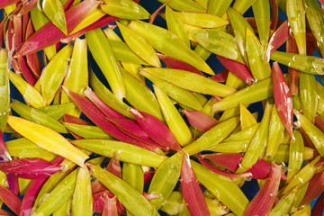 Many scattered leaves in the water