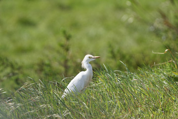 Kuhreiher, Bubulcus ibis, Algarve, Portugal