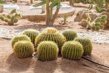 Cactus landscape, egyptian desert, cactus field