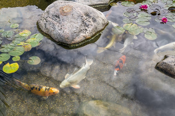 Decorative fish in pond