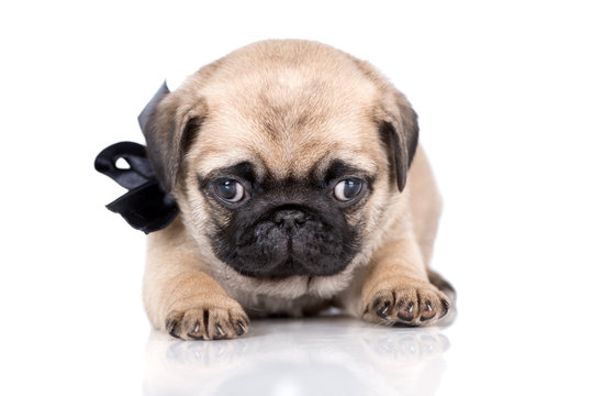 funny pug puppy lying down on white