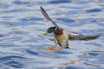 A duck mallard flies over the waters of a forest lake.