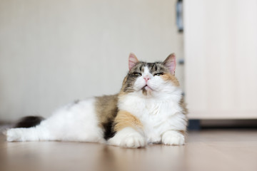 beautiful fluffy cat resting indoors
