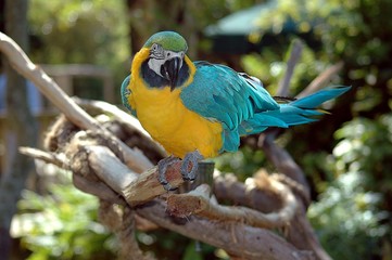 Vibrant Macaw Parrot