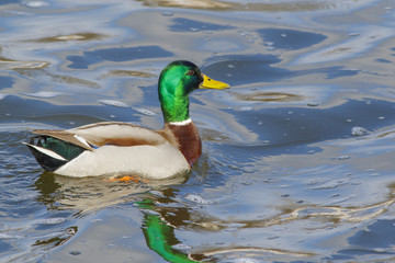 A wild duck mallard splashes in the water of a forest lake.