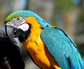 Vibrant Macaw Parrot