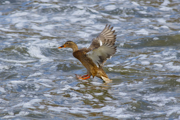 A duck mallard flies over the waters of a forest lake.