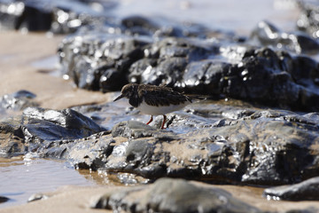 Steinwälzer, Arenaria interpres, Algarve, Portugal