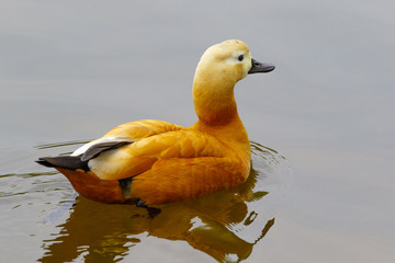 Wild duck ogar swims in the forest lake in China. - obrazy, fototapety, plakaty
