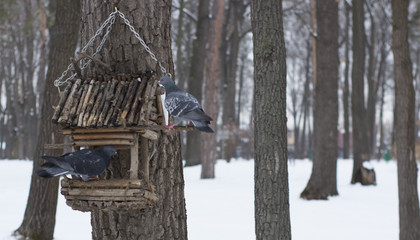 The pigeon at a feeding trough in winter