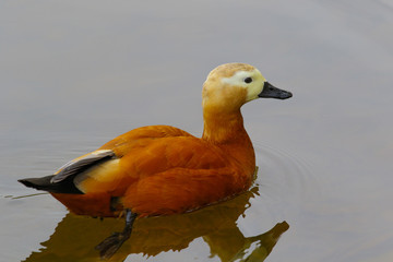Wild duck ogar swims in the forest lake in China. - obrazy, fototapety, plakaty