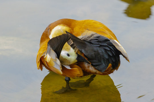 Wild duck ogar swims in the forest lake in China.