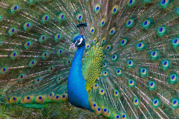 Obraz premium A bright peacock walks along the grass and shows his beautiful plumage.