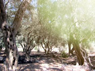 Greek olive grove detail