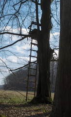 Tree stand with ladder in a forest