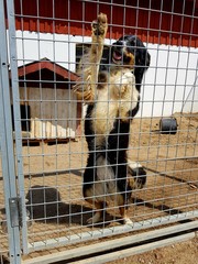 Pies sąsiada © Skroq