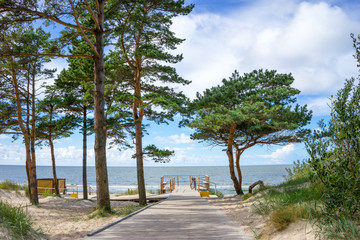 Fototapeta premium Curonian Spit, pine trees